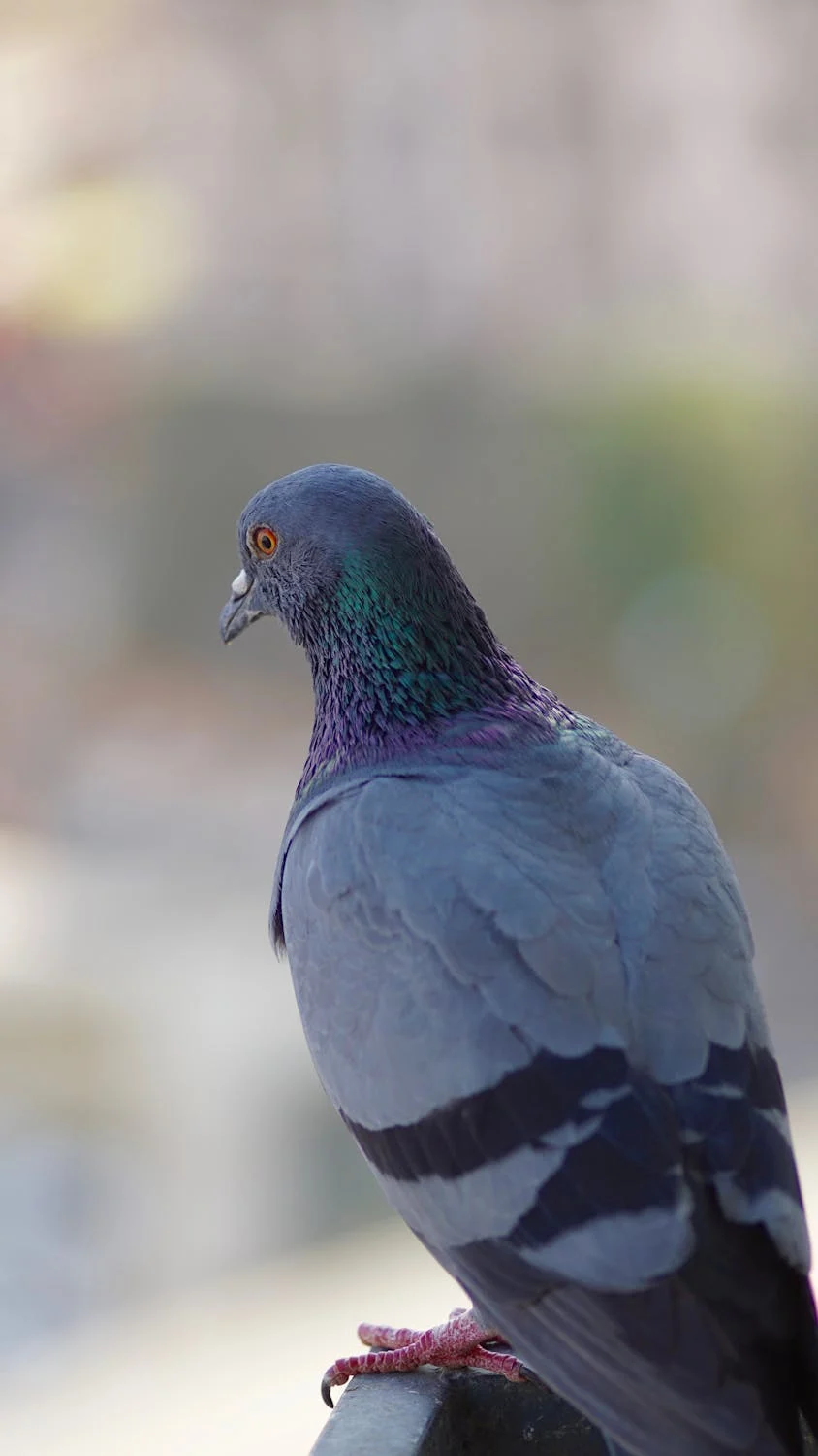 pigeon2