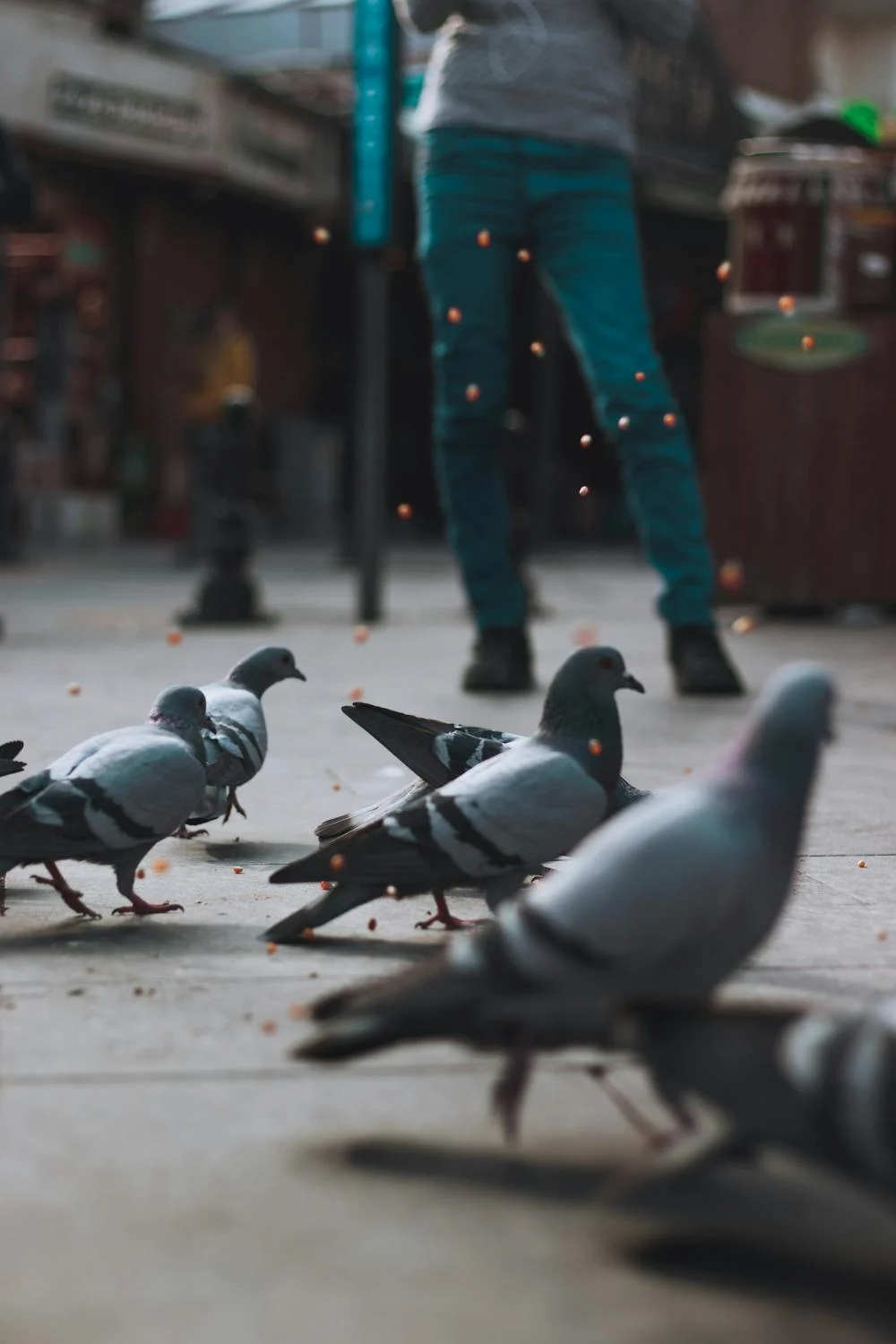 pigeon3