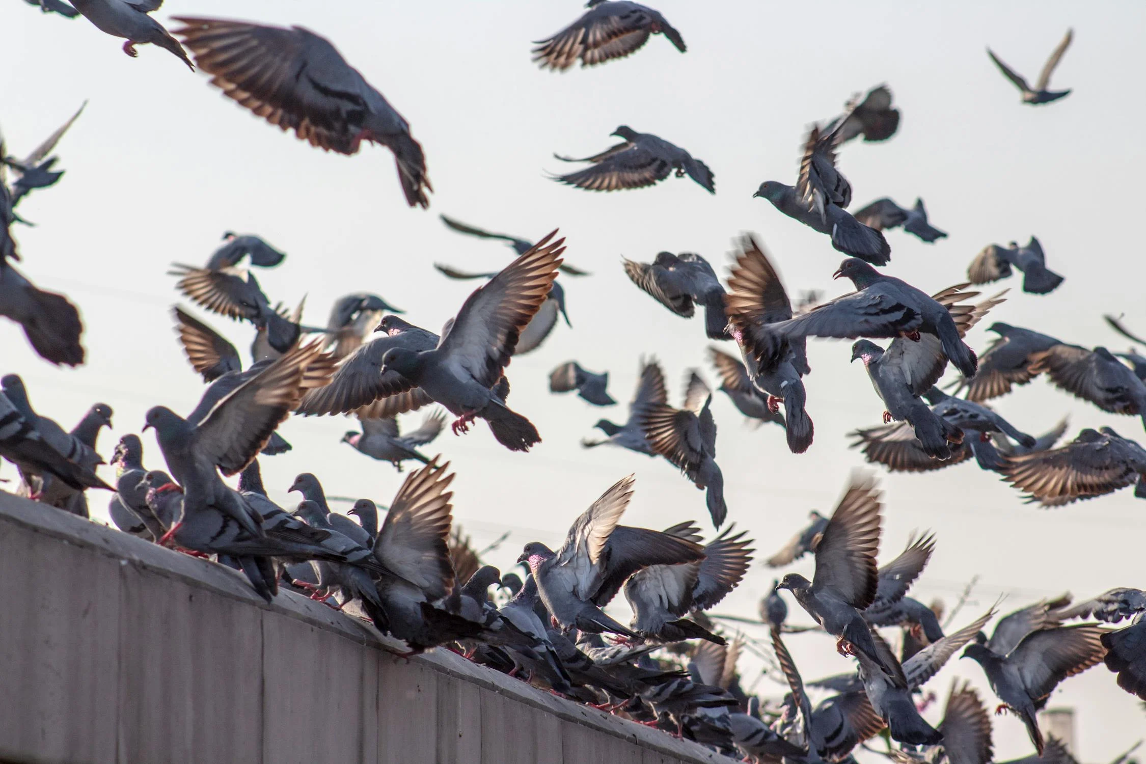pigeon4