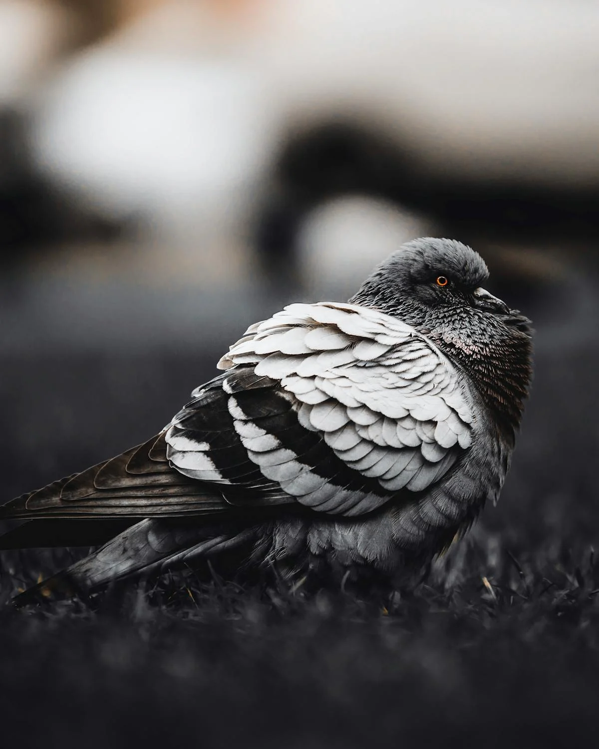 pigeon5