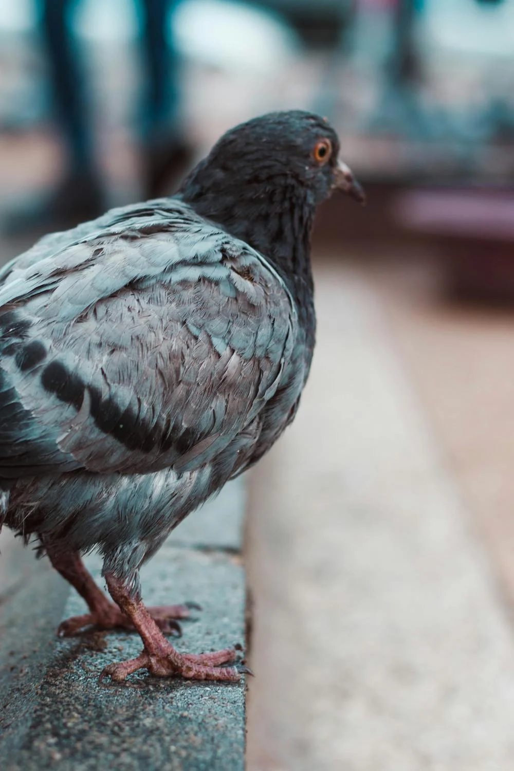 pigeon6