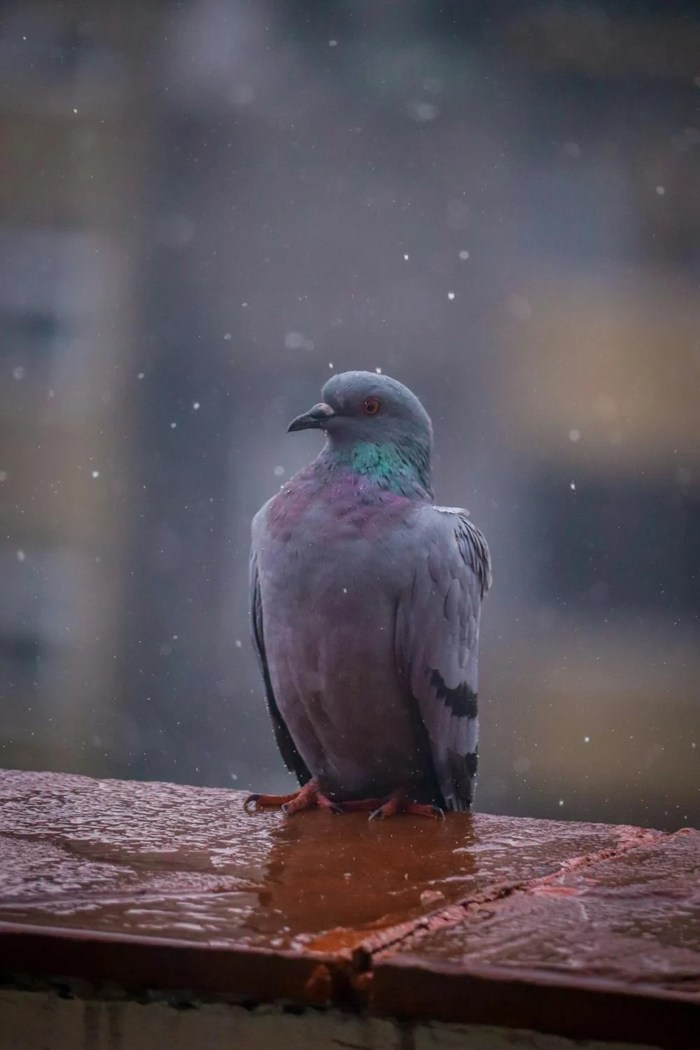 pigeon7
