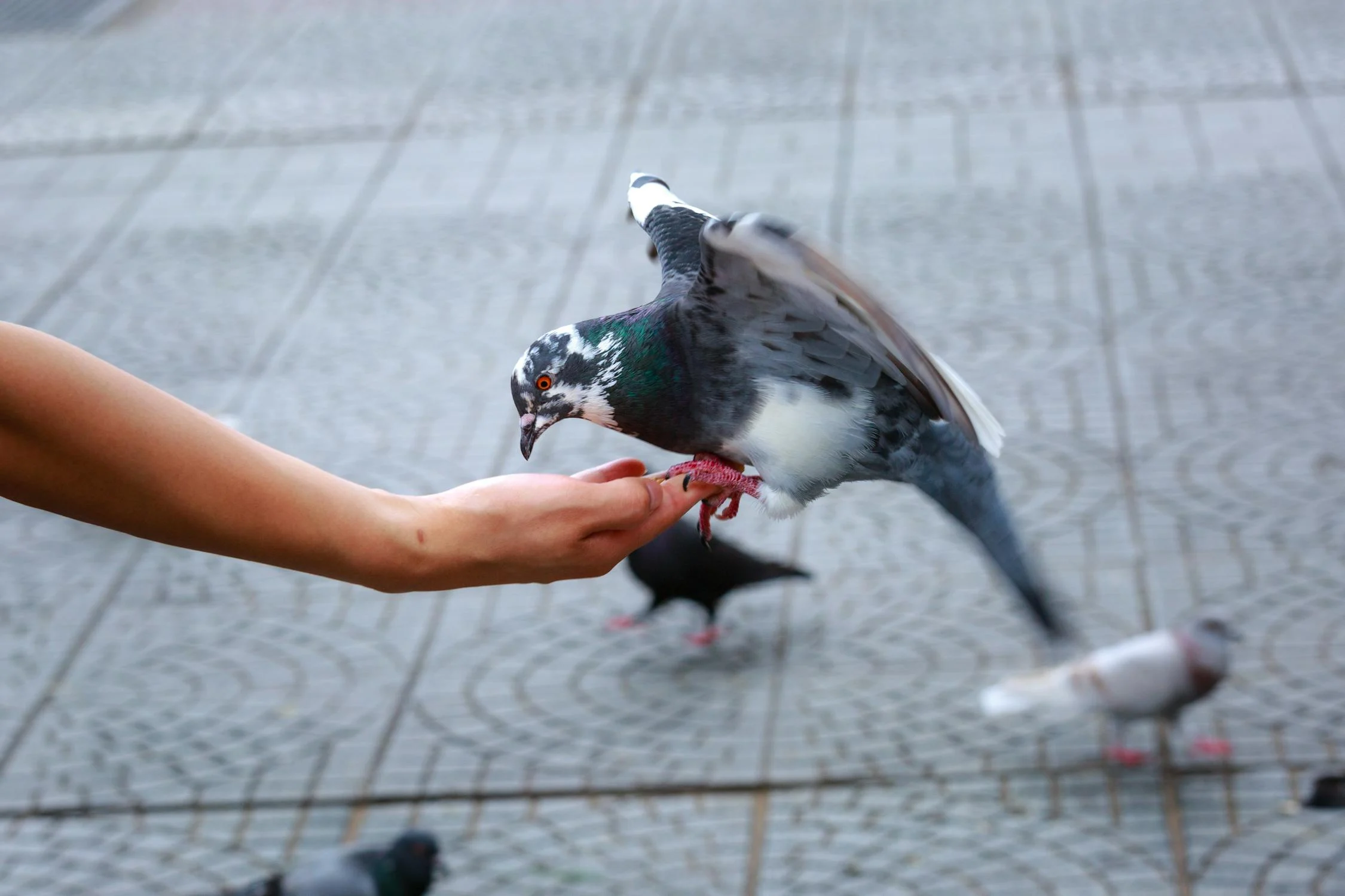 pigeon8