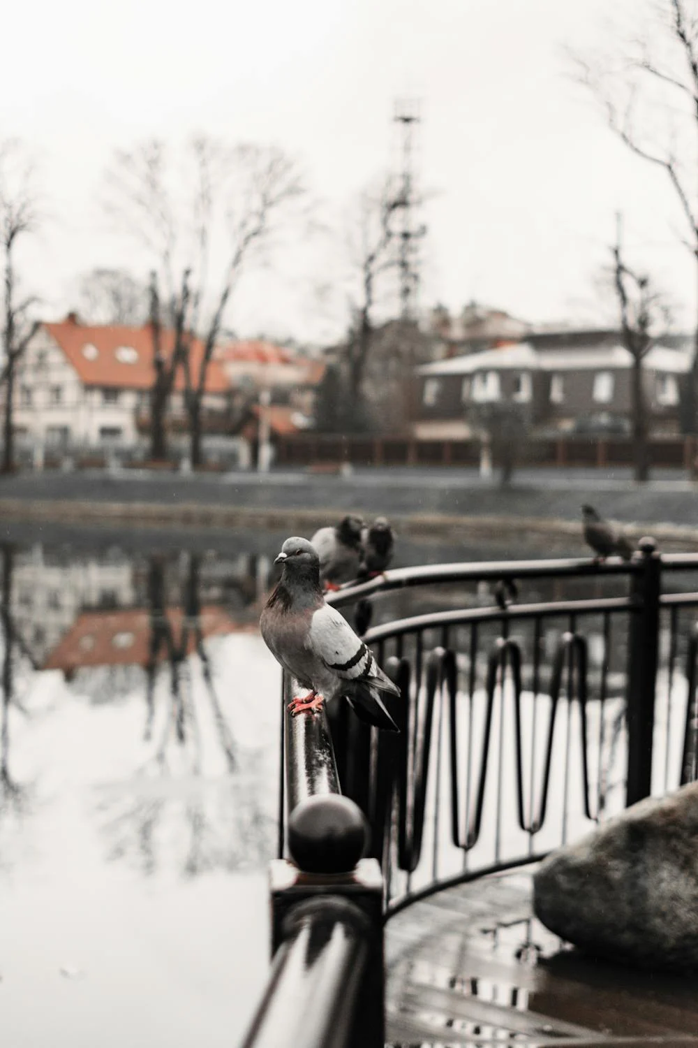 pigeon9