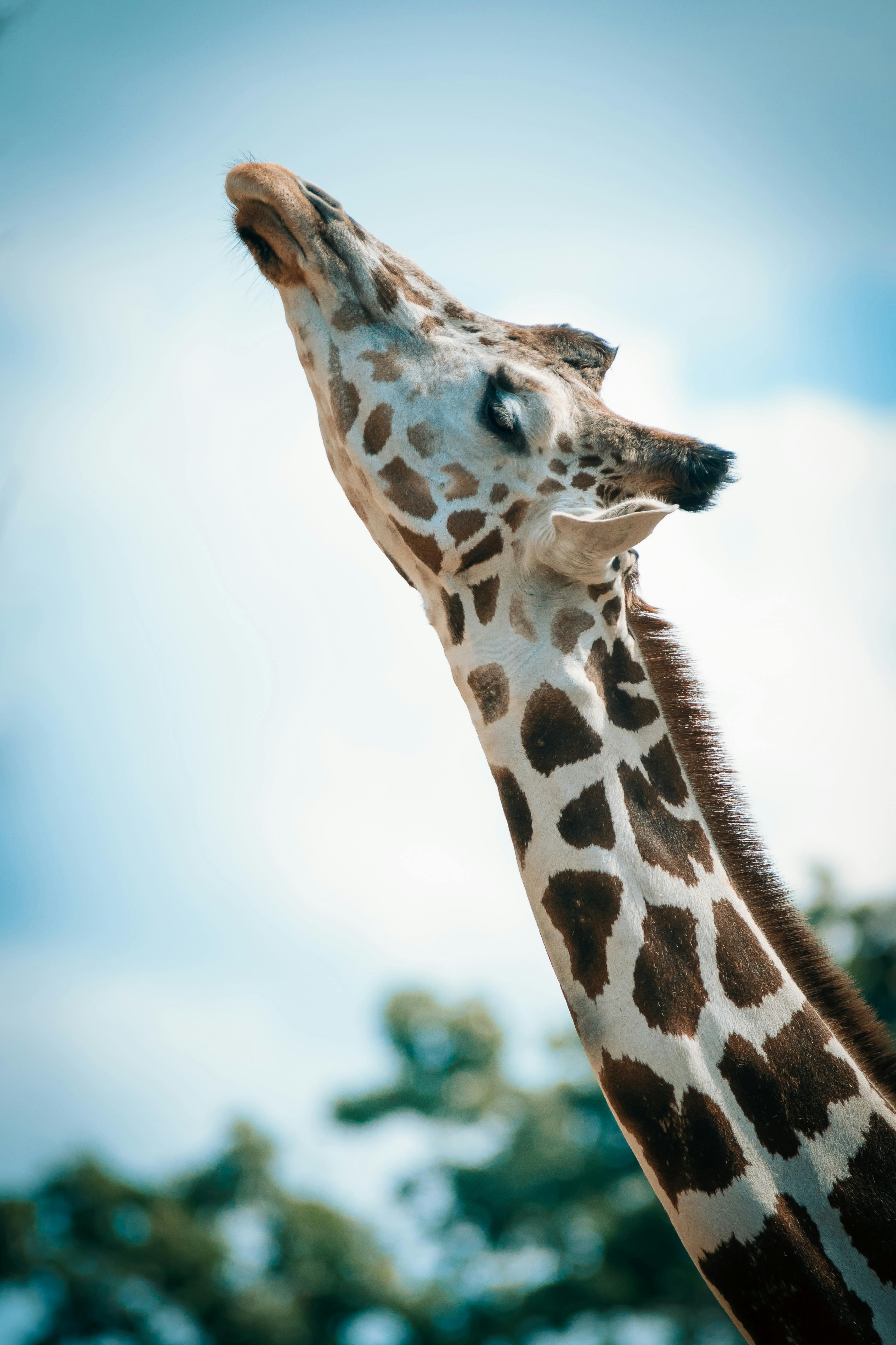Project 2 image Little Zoo